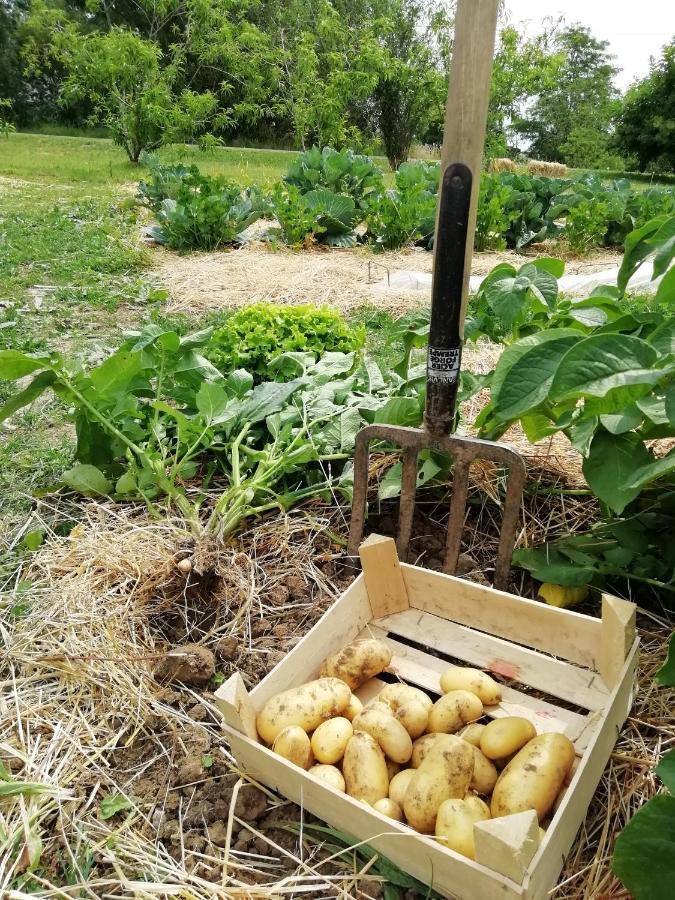 La Planche Princee, Chambres D'Hotes Ecolo Et Potager Bio, Sauna Les Rosiers-sur-Loire Bagian luar foto